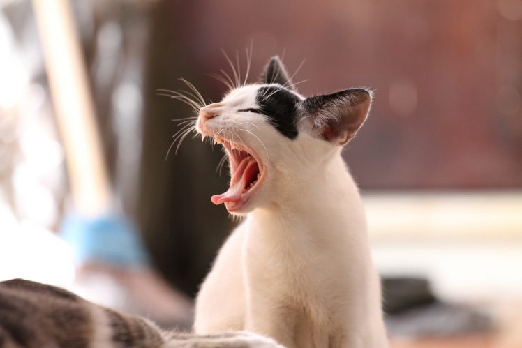大きなあくびをする子猫